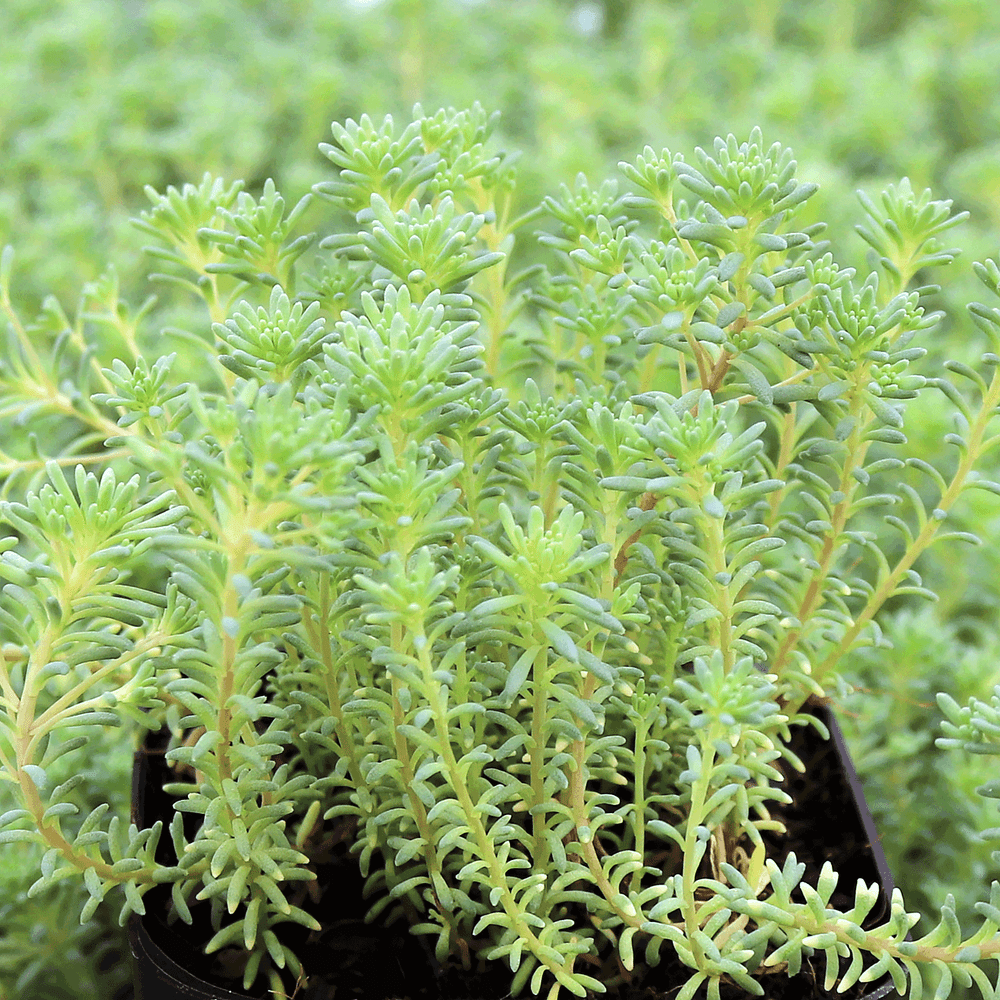Sedum hispanicum var. minus