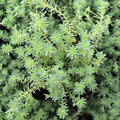 Sedum hispanicum var. minus