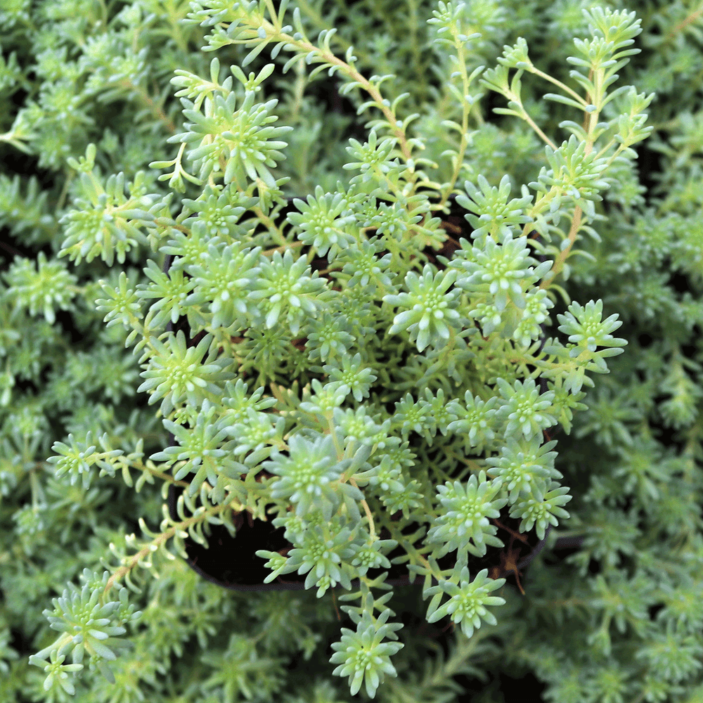 Sedum hispanicum var. minus