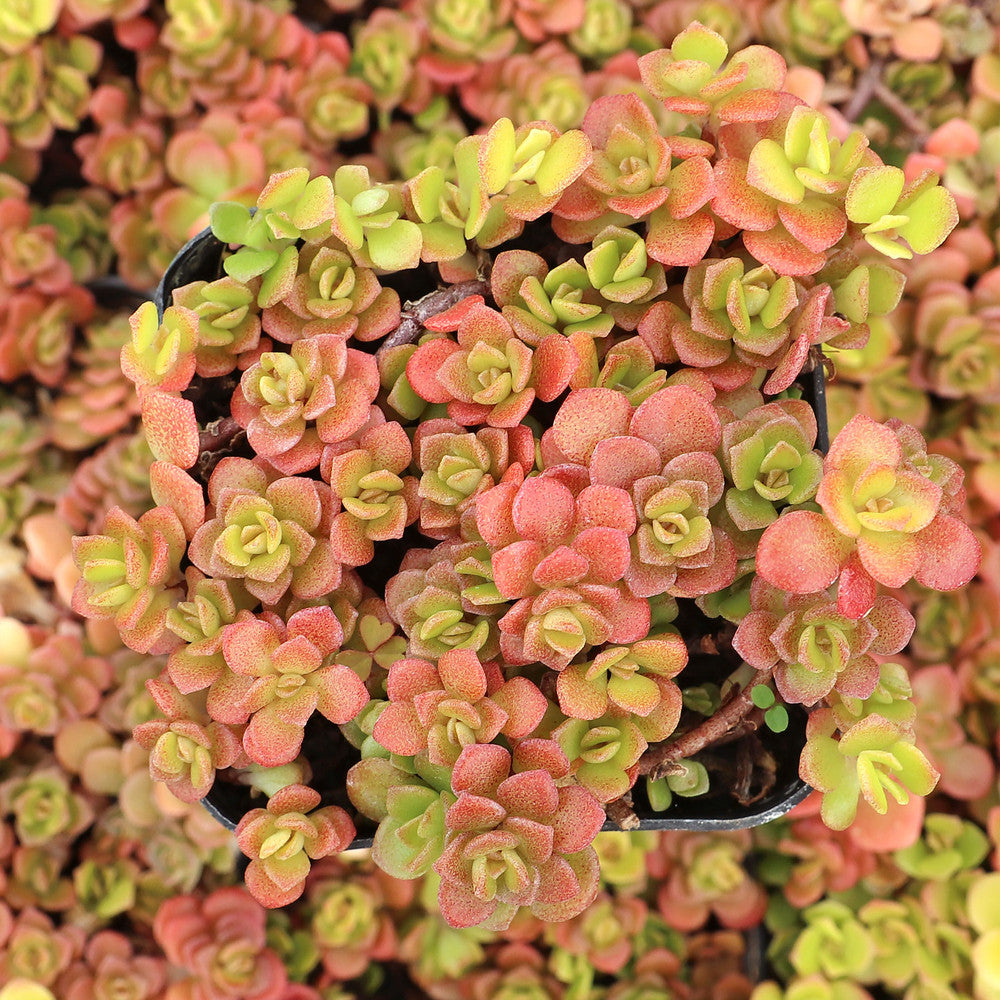 Sedum makinoi 'Ogon' - Japanese Golden Sedum