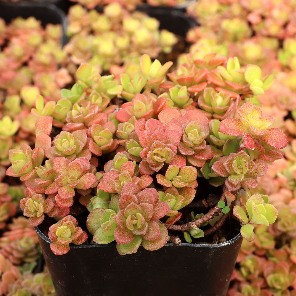 Sedum makinoi 'Ogon' - Japanese Golden Sedum