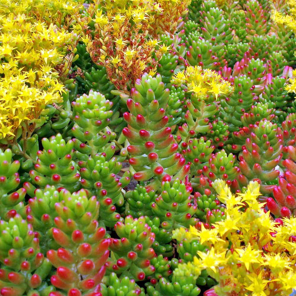 Sedum rubrotinctum - Jelly Bean