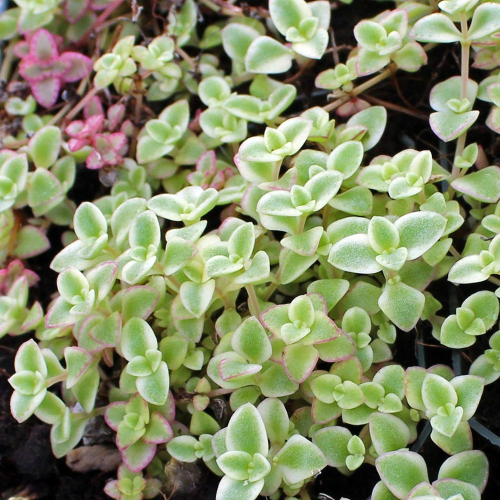 Sedum 'Little Missy'