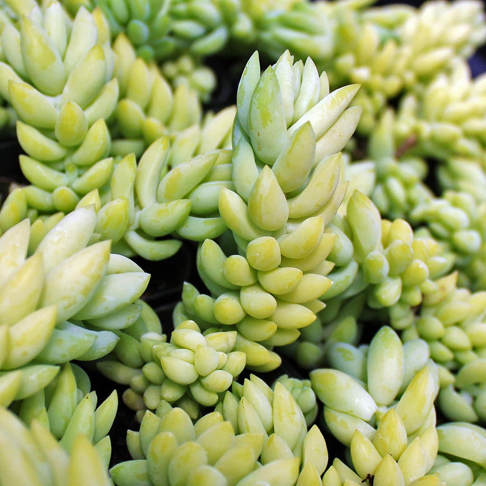 Sedum morganianum - Burro's Tail, Donkey's Tail