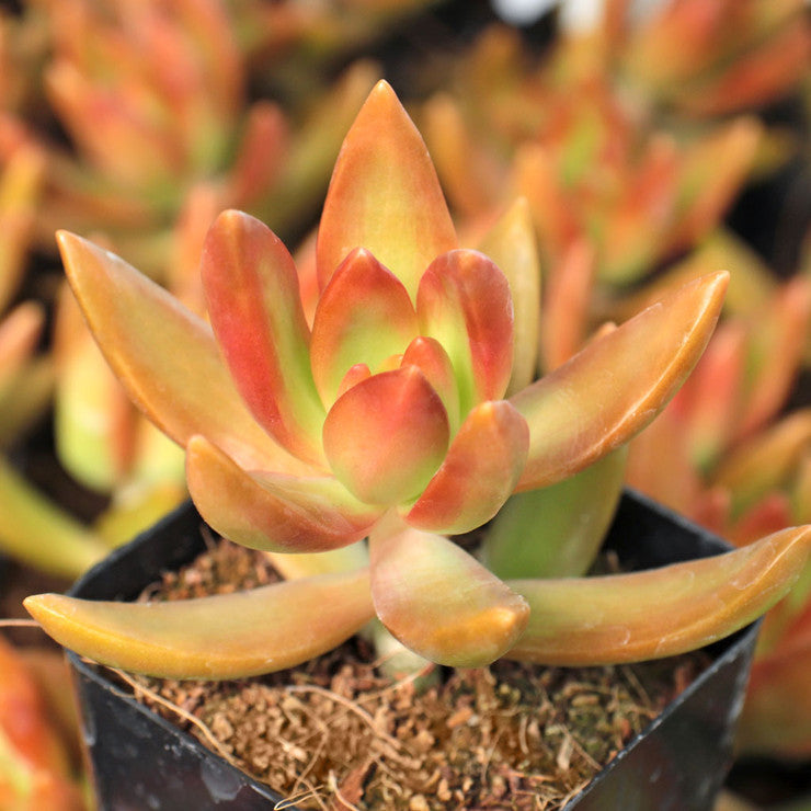 Sedum nussbaumerianum - Coppertone Stonecrop [large]