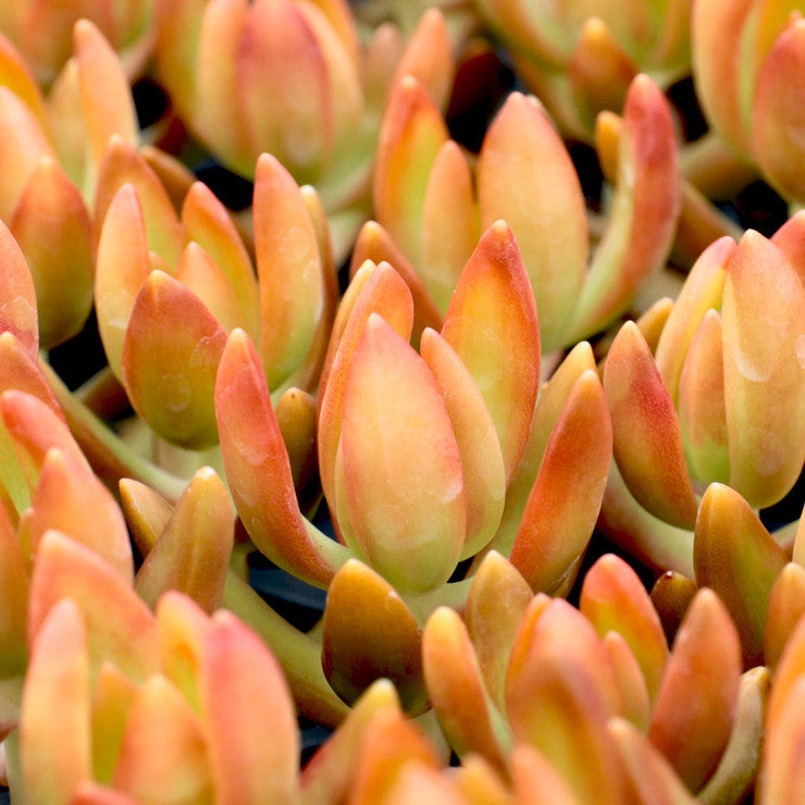 Sedum nussbaumerianum - Coppertone Stonecrop [large]