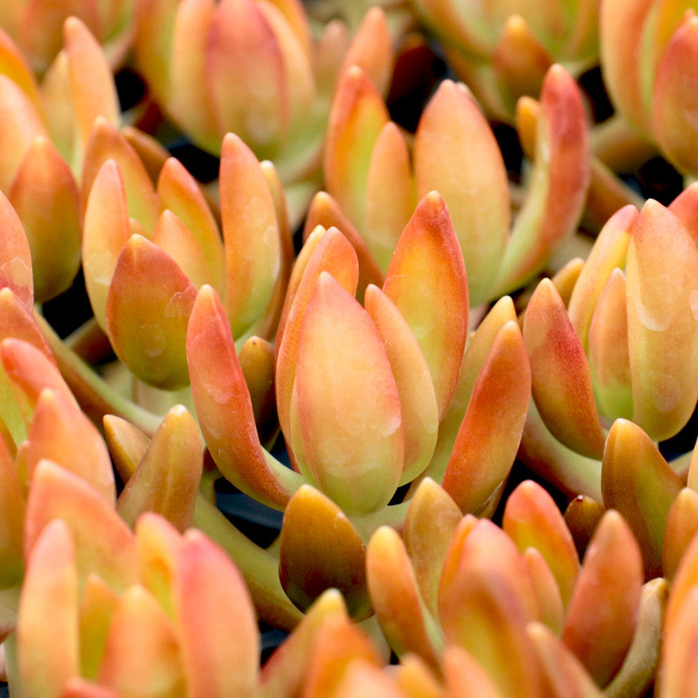 Sedum nussbaumerianum - Coppertone Stonecrop