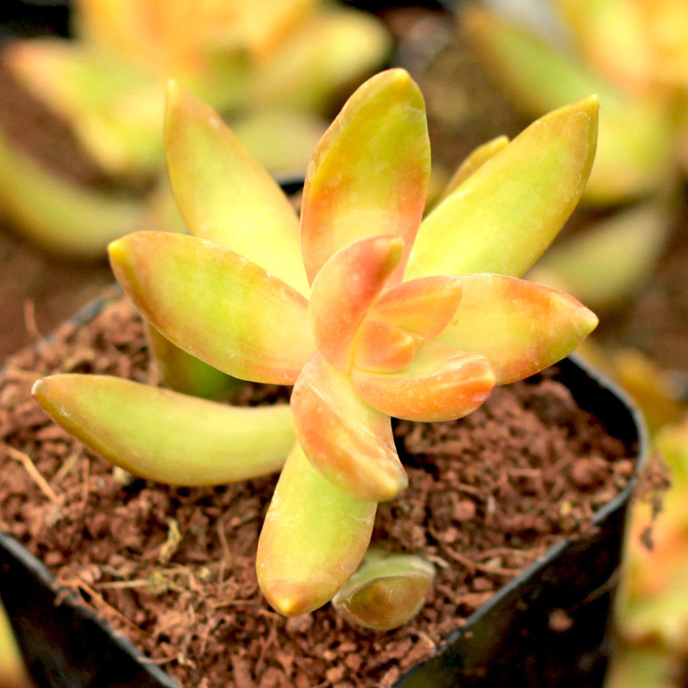 Sedum nussbaumerianum - Coppertone Stonecrop