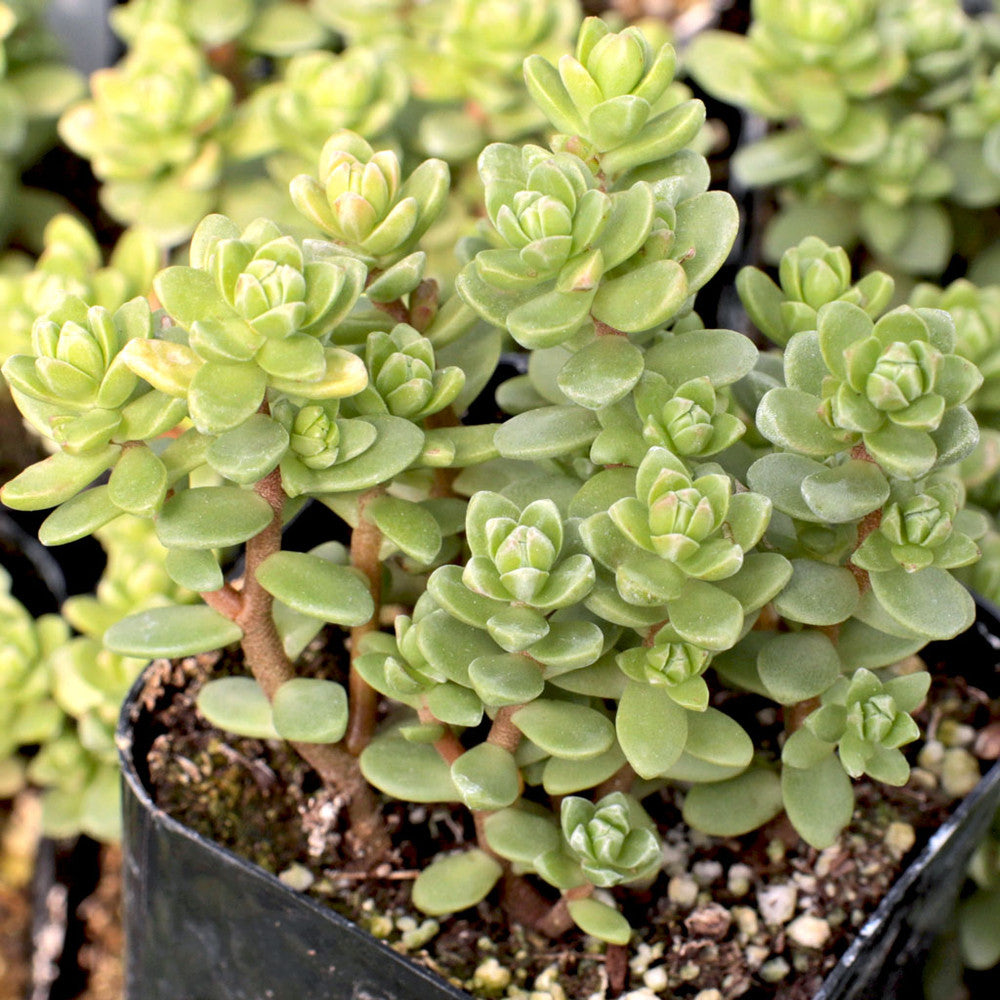 Sedum oaxacanum - Oaxacan Stonecrop