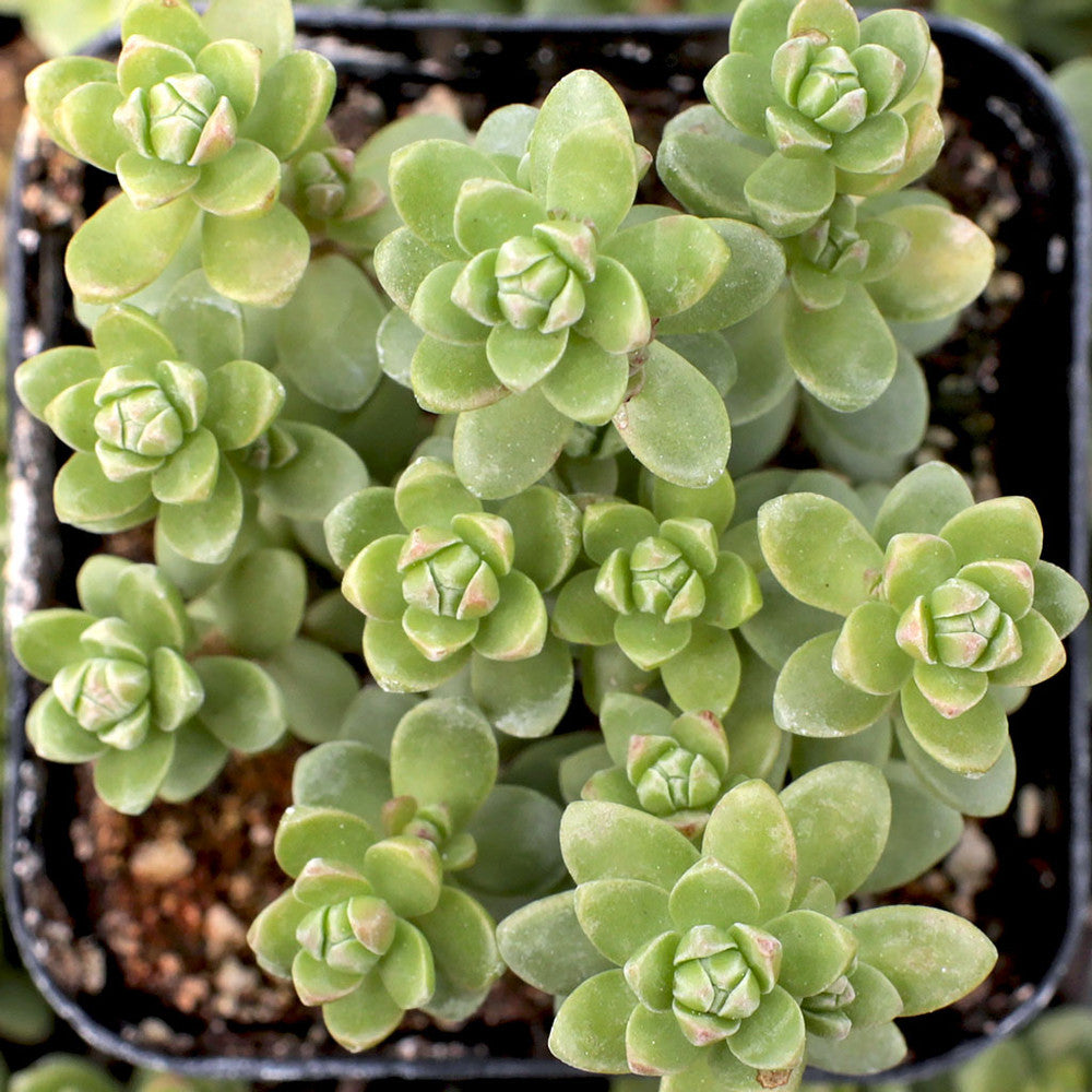 Sedum oaxacanum - Oaxacan Stonecrop