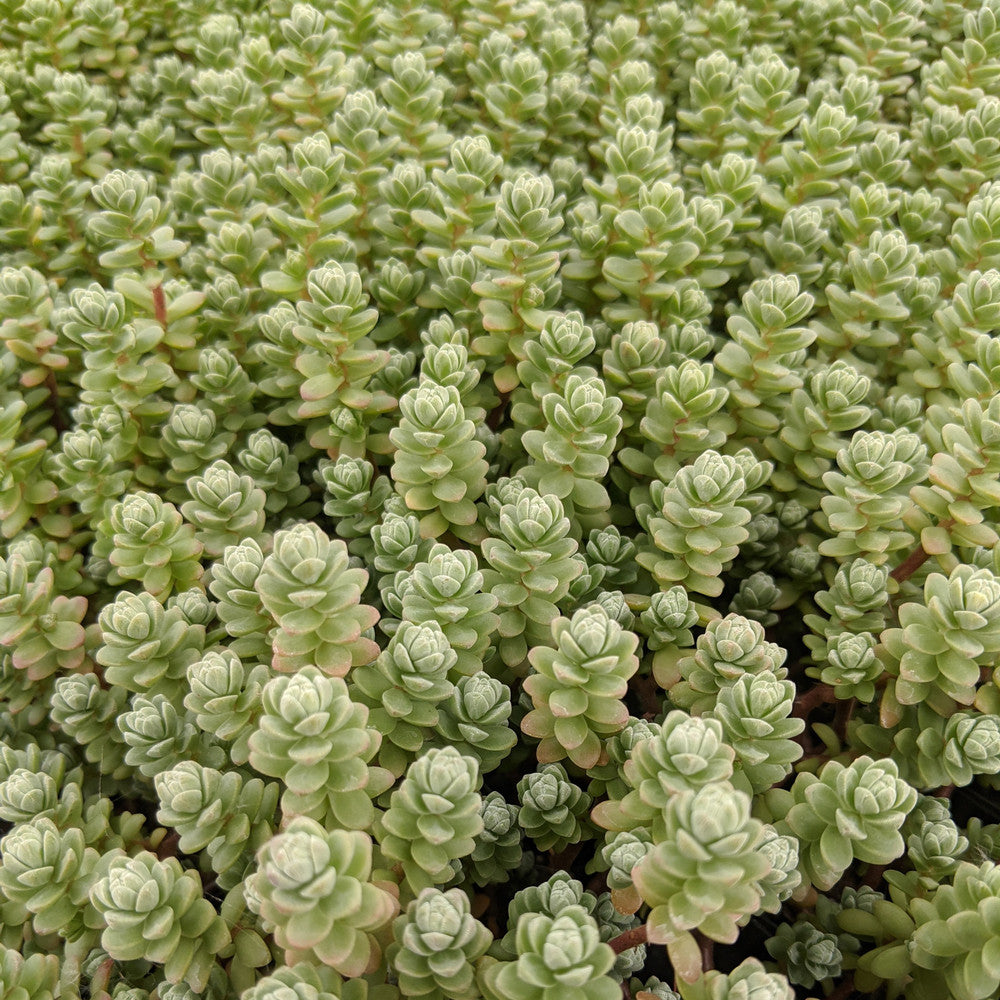 Sedum oaxacanum - Oaxacan Stonecrop