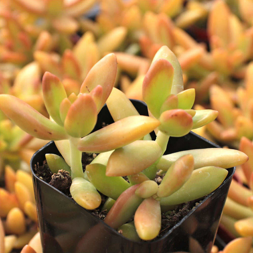 Sedum nussbaumerianum 'Orange Delight'