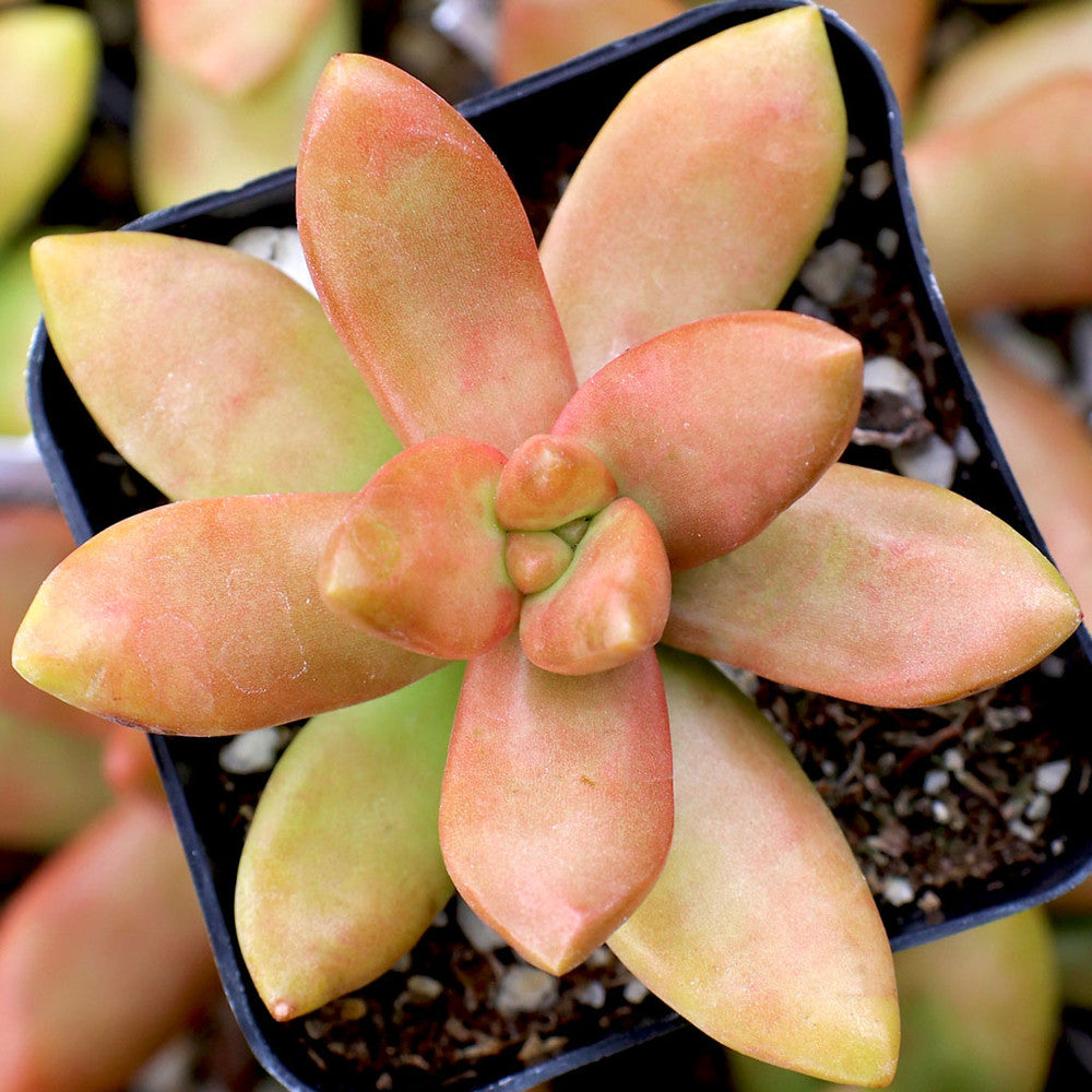 Sedum nussbaumerianum 'Orange Delight'