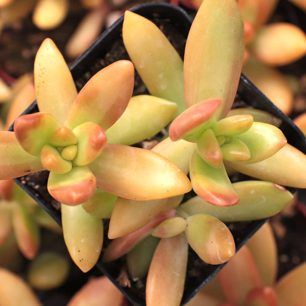 Sedum nussbaumerianum 'Orange Delight' [large]
