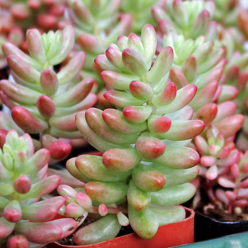 Sedum rubrotinctum 'Aurora' - Pink Jelly Bean