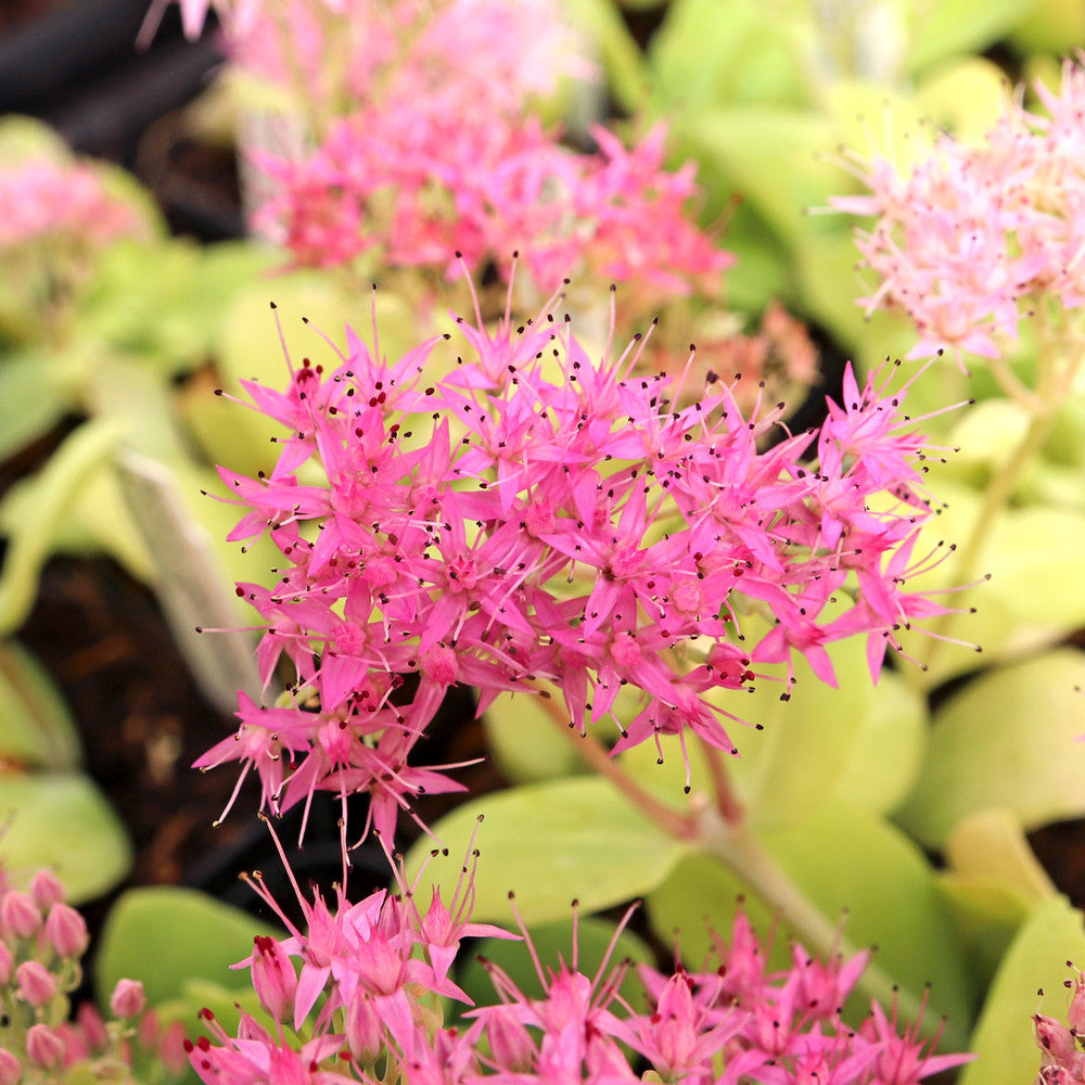 Sedum spectabile 'Rosenteller' [exclusive]