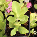 Sedum spectabile 'Rosenteller' [exclusive]