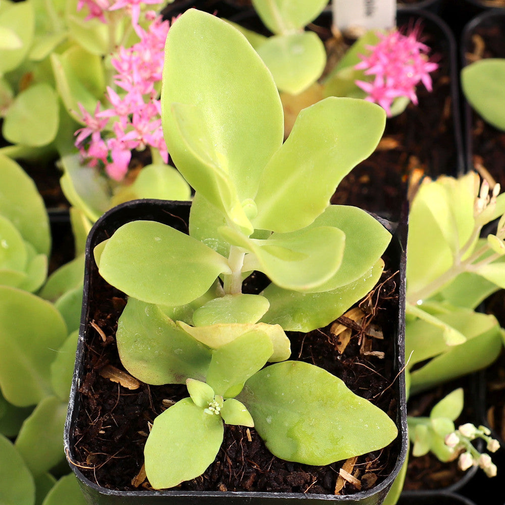 Sedum spectabile 'Rosenteller' [exclusive]