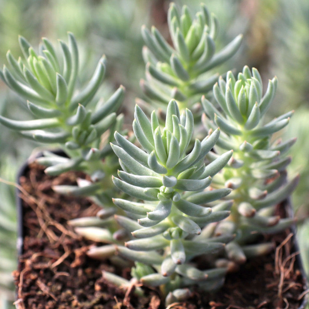 Sedum rupestre 'Silver'