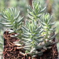 Sedum rupestre 'Silver'