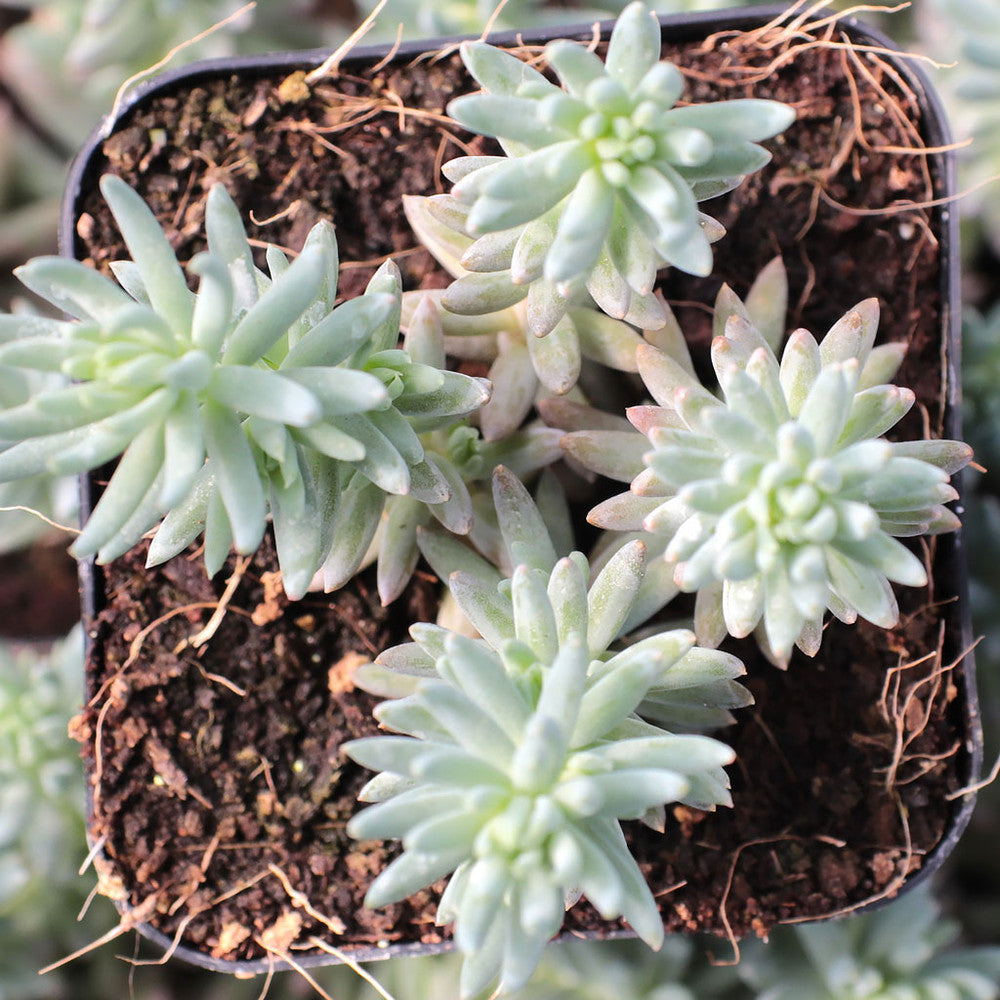 Sedum rupestre 'Silver'