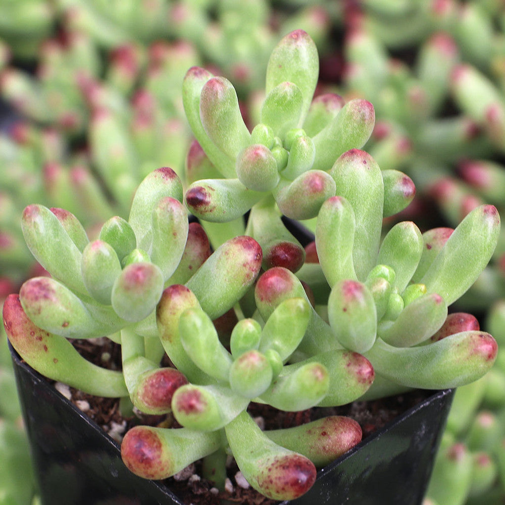 Sedum 'Salsa'