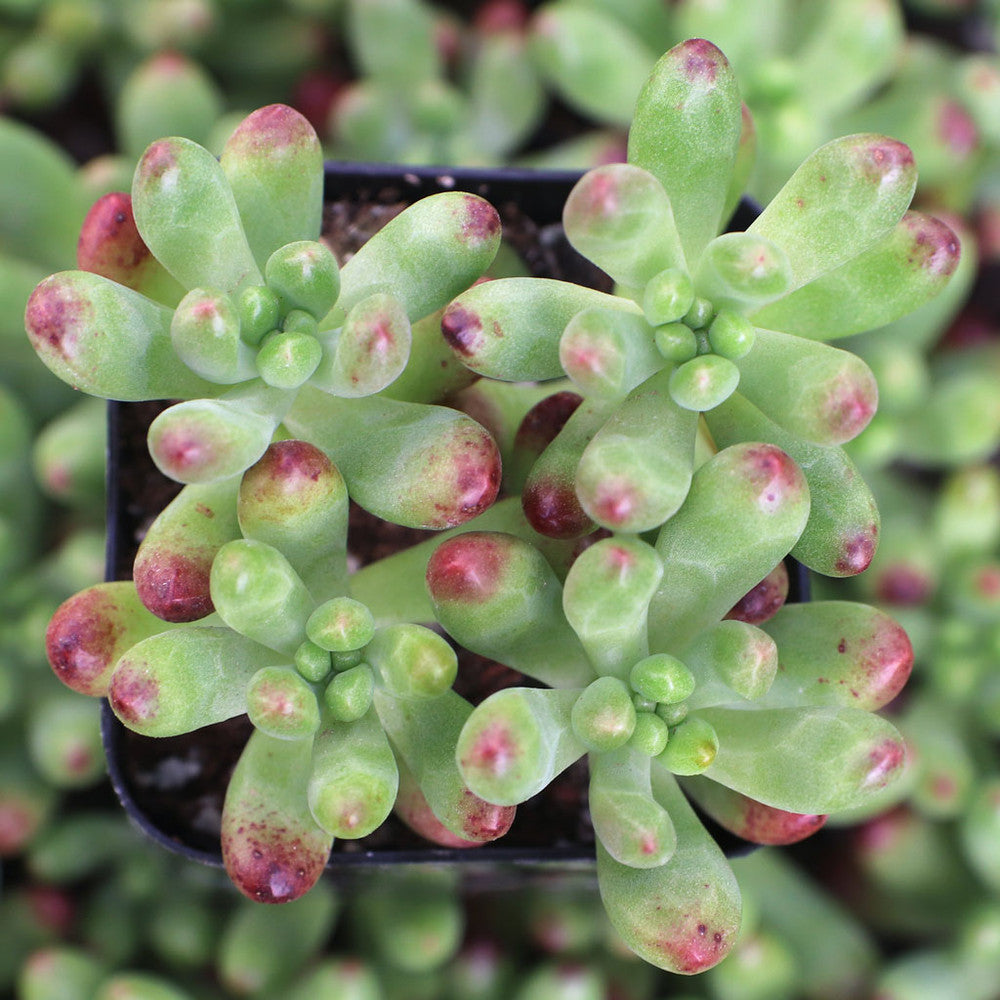 Sedum 'Salsa'
