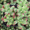 Sedum 'Salsa'