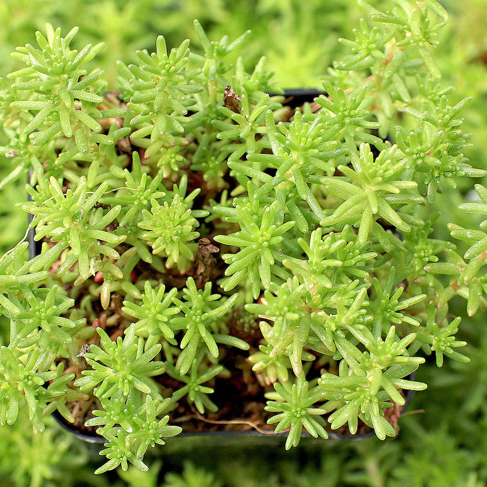 Sedum sexangulare