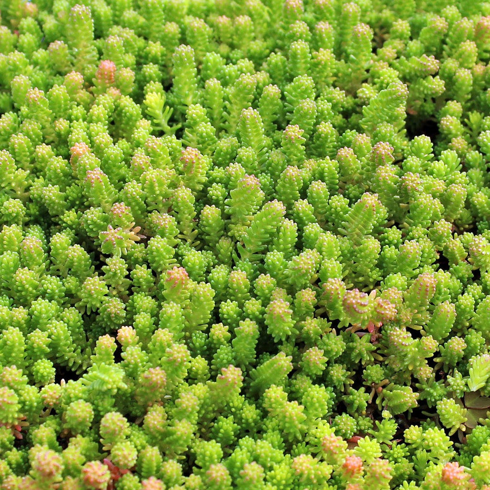 Sedum sexangulare
