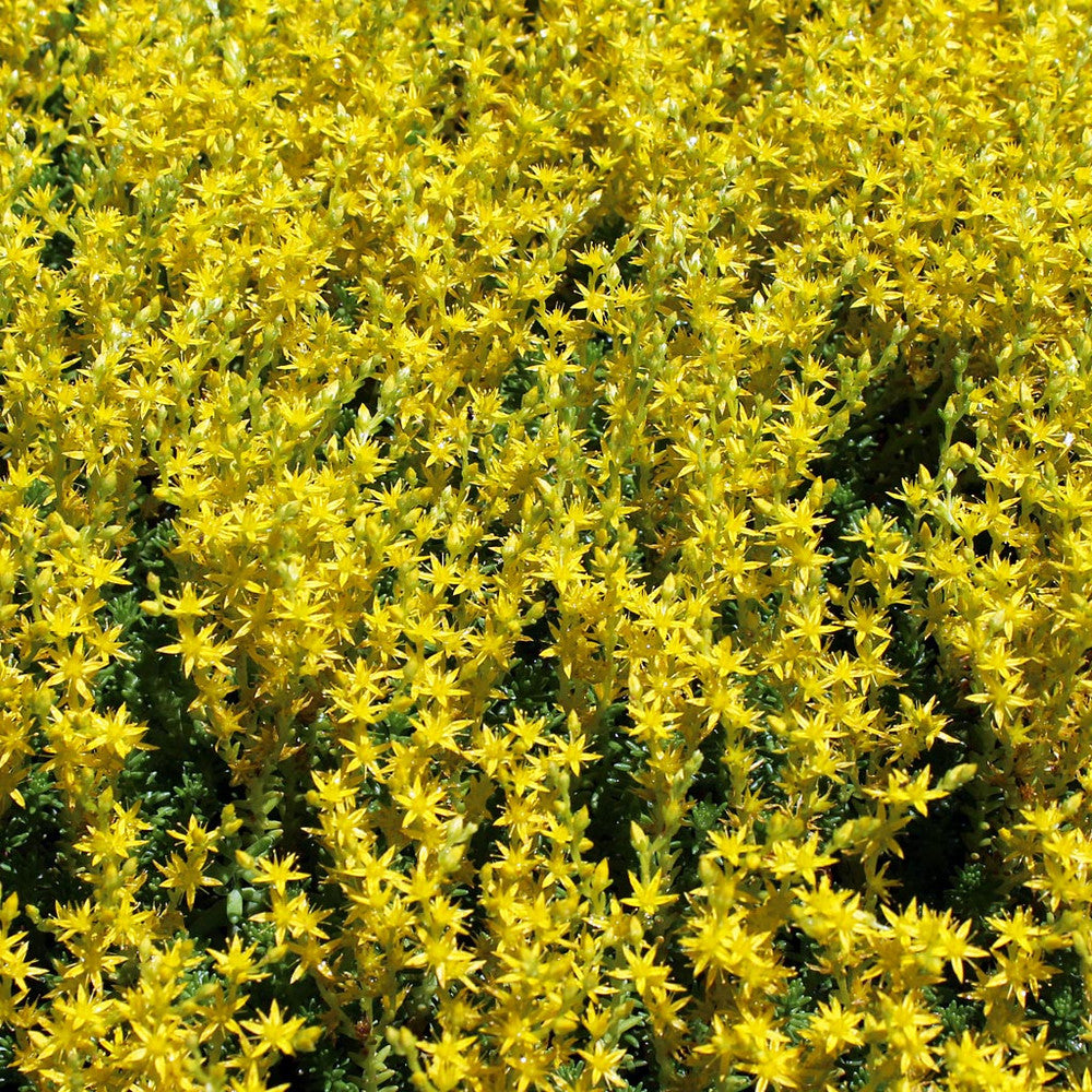 Sedum sexangulare