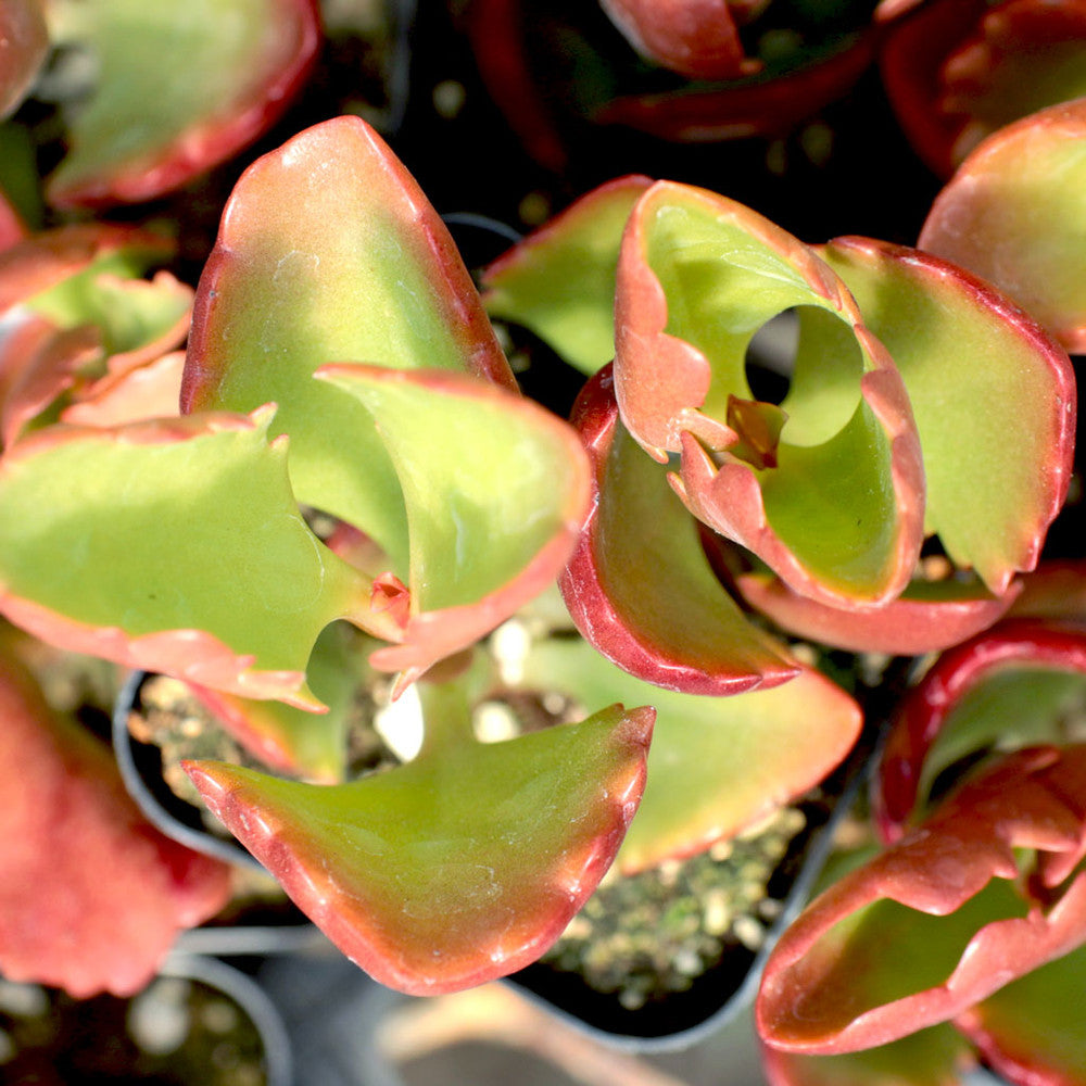 Kalanchoe sexangularis - Red-Leaved Kalanchoe
