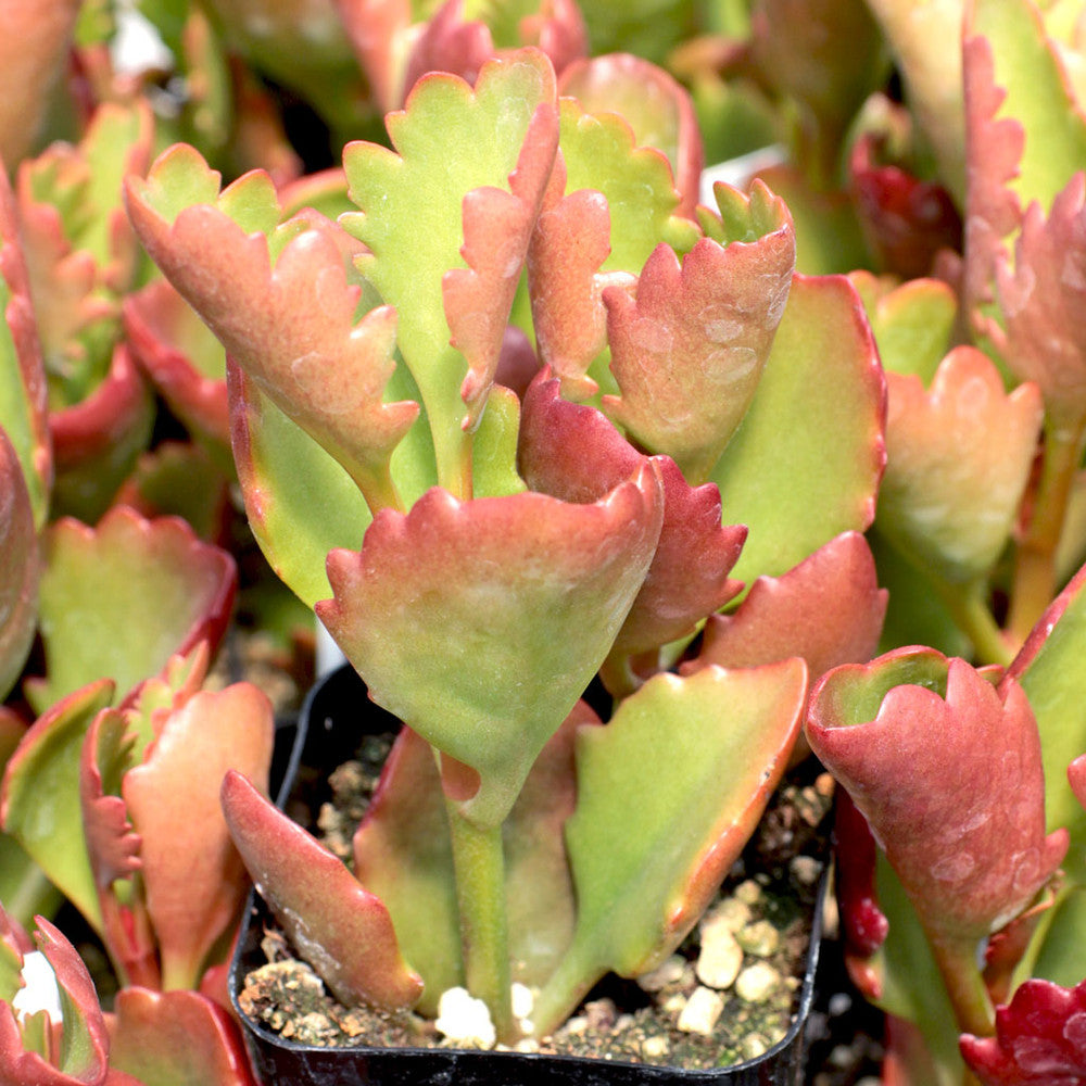 Kalanchoe sexangularis - Red-Leaved Kalanchoe