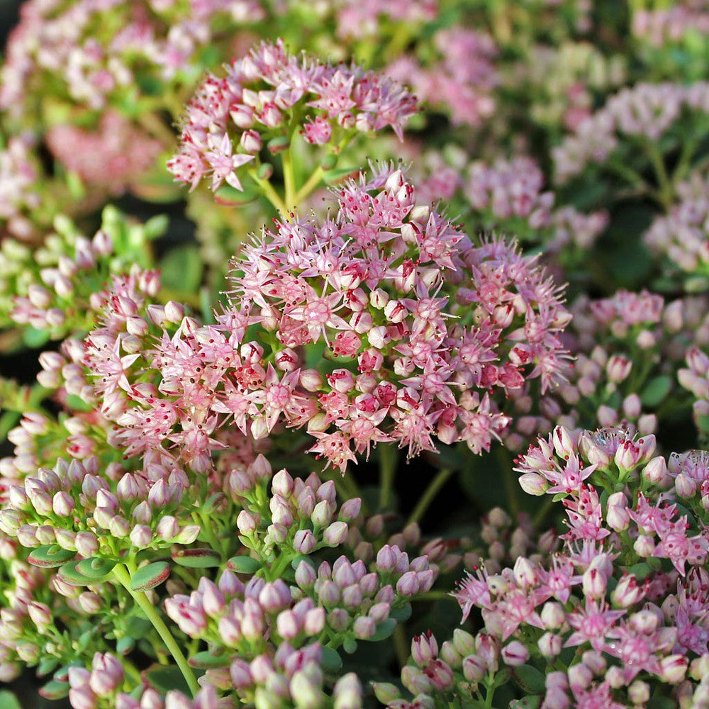 Sedum sieboldii - October Daphne