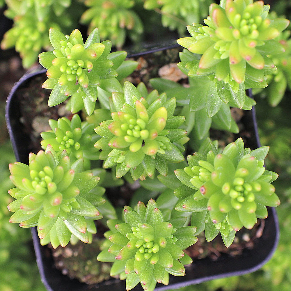 Sedum 'Spiral Staircase'