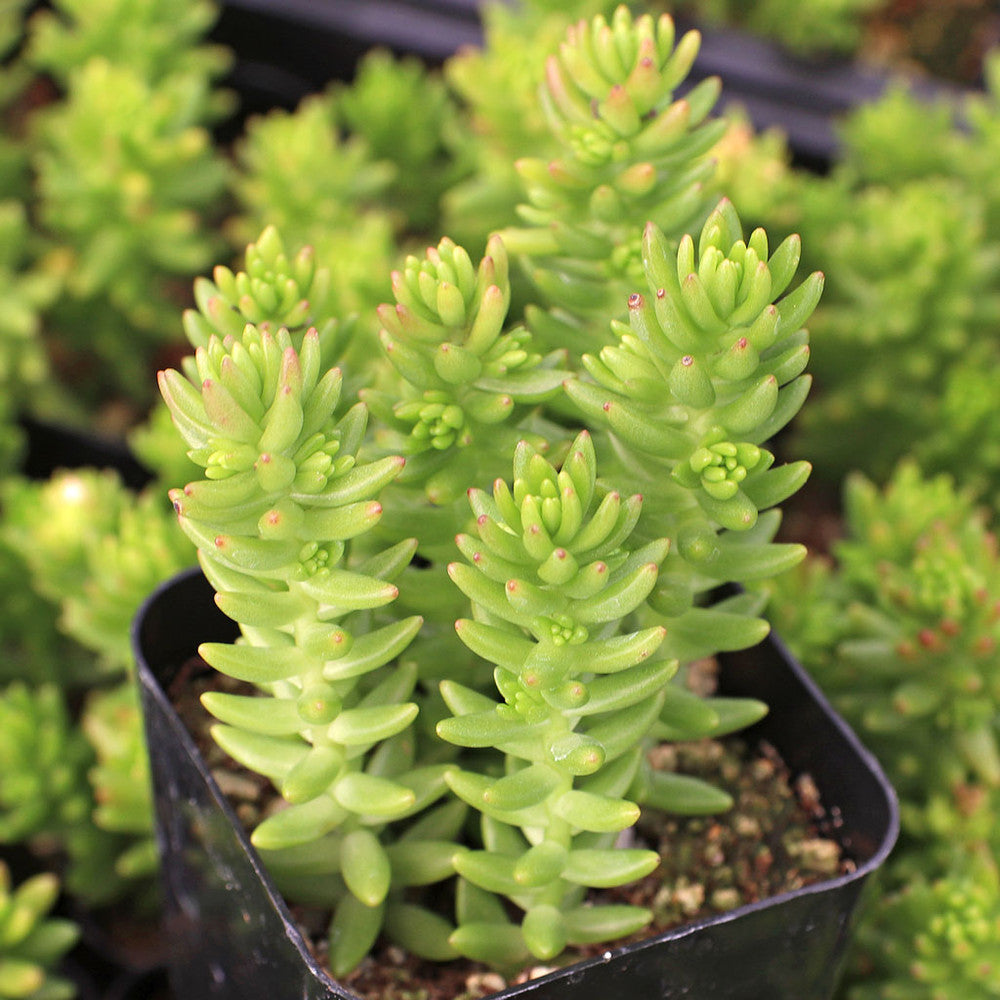 Sedum 'Spiral Staircase'