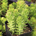 Sedum 'Spiral Staircase'