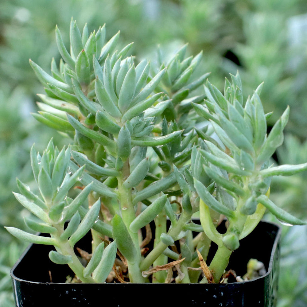 Sedum sediforme 'Turquoise Tails'