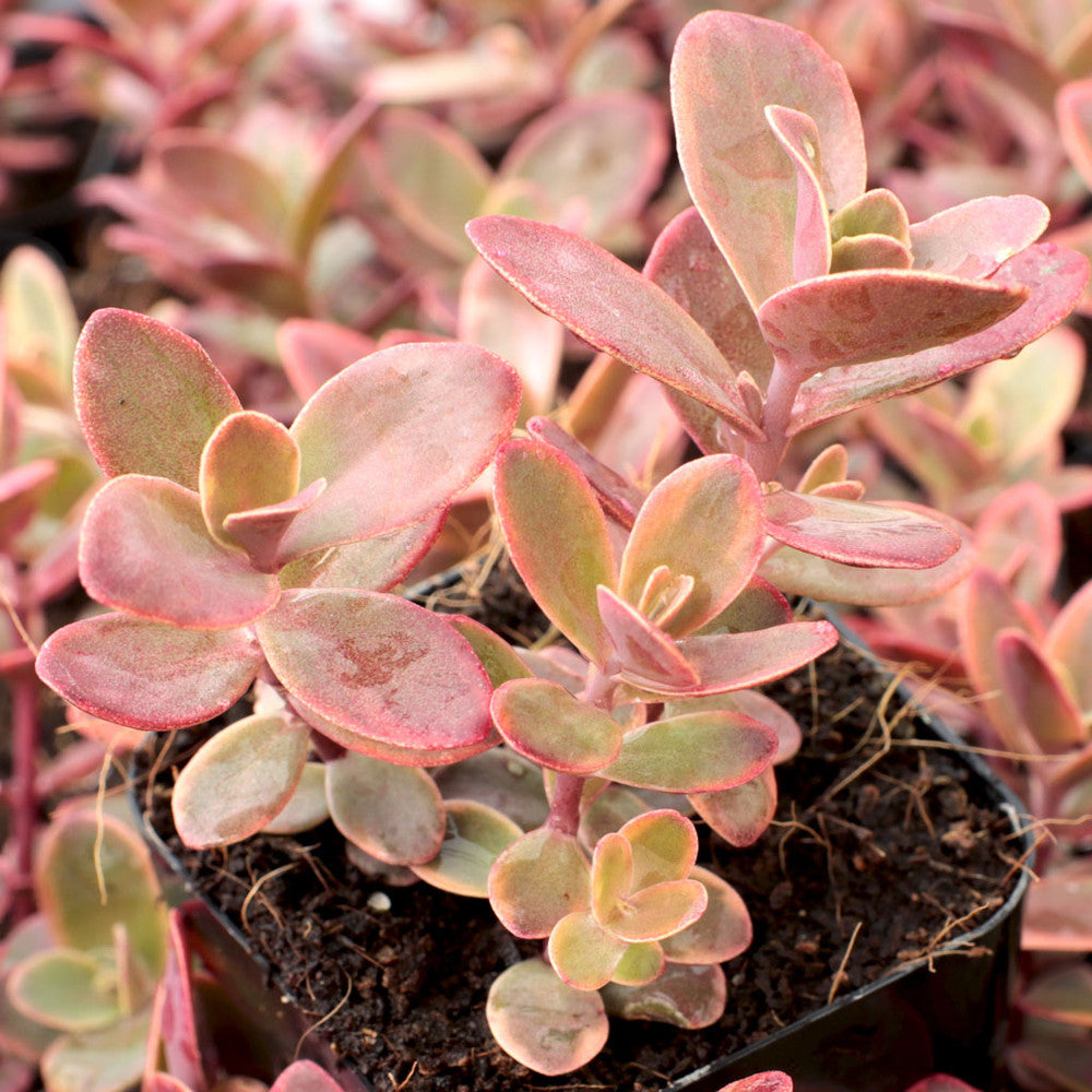 Sedum Sunsparkler® 'Wildfire' [large] [limited]