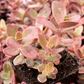 Sedum Sunsparkler® 'Wildfire' [limited]