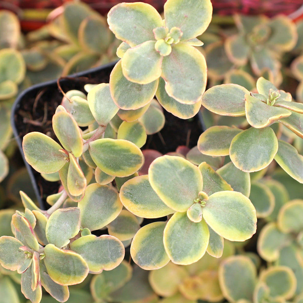 Sedum Sunsparkler® 'Wildfire' [limited]