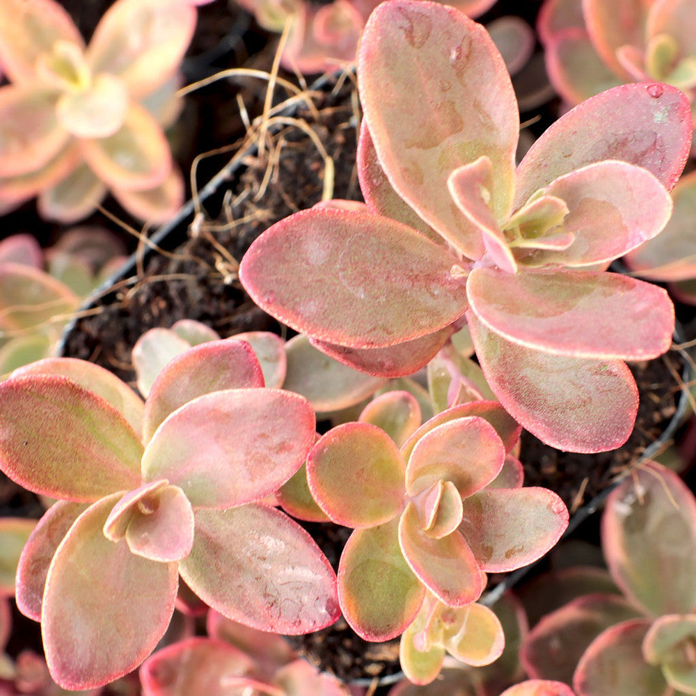 Sedum Sunsparkler® 'Wildfire' [limited]