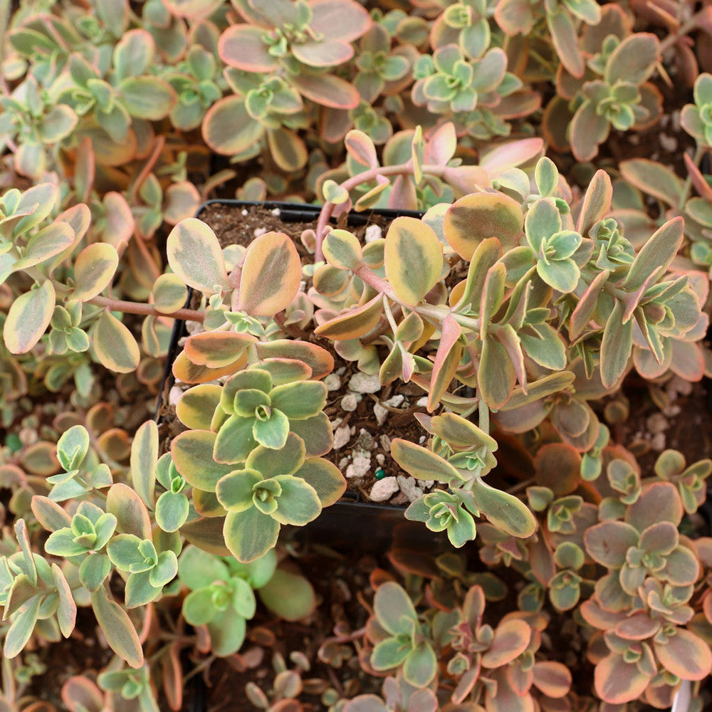 Sedum Sunsparkler® 'Wildfire' [large] [limited]