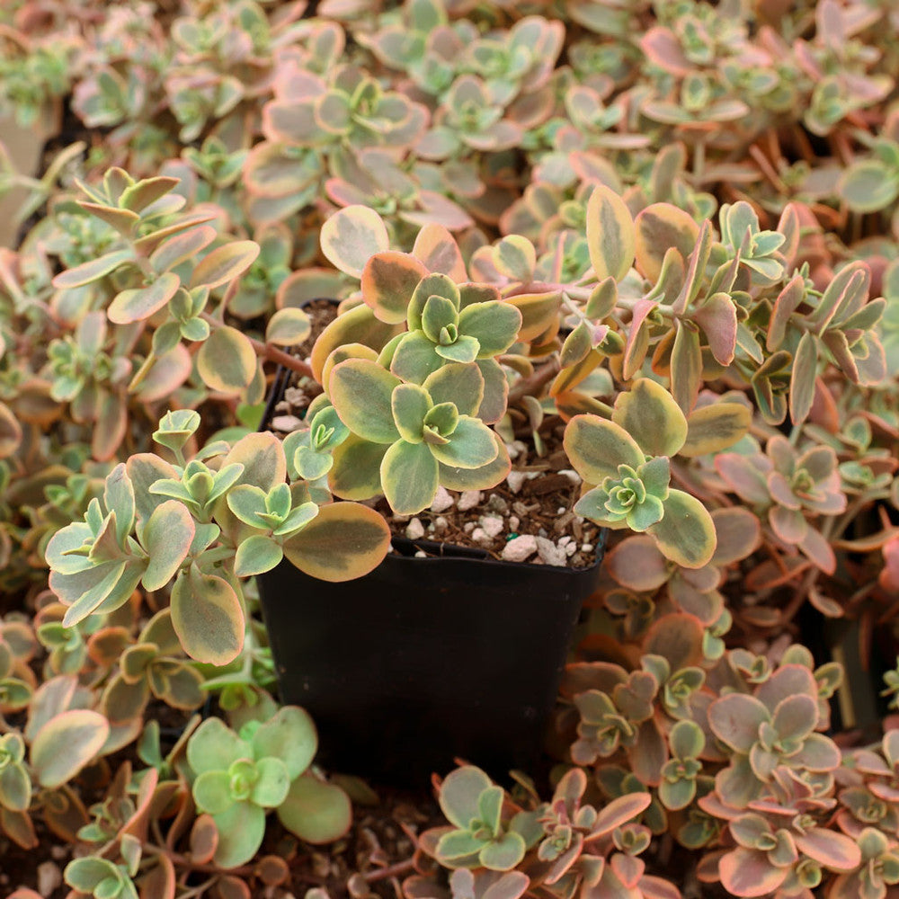 Sedum Sunsparkler® 'Wildfire' [large] [limited]