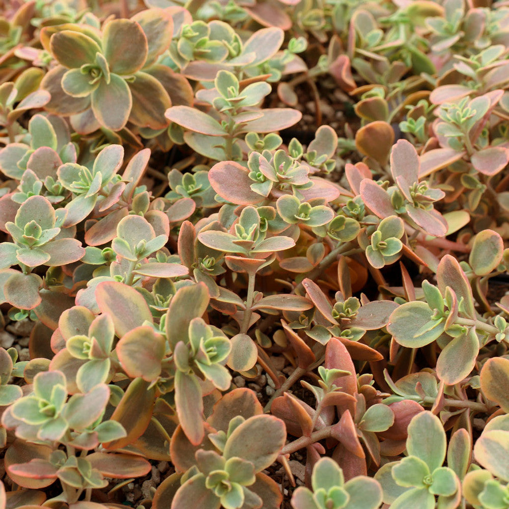 Sedum Sunsparkler® 'Wildfire' [large] [limited]