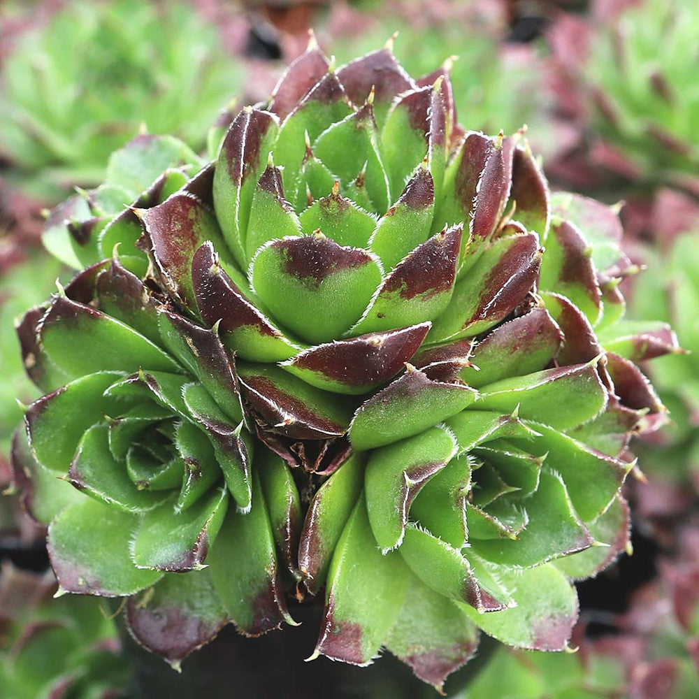 Sempervivum heuffelii 'Beatrice' [exclusive]