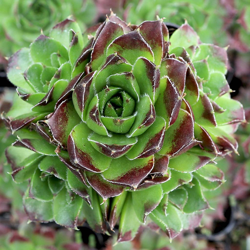 Sempervivum heuffelii 'Beatrice' [exclusive]