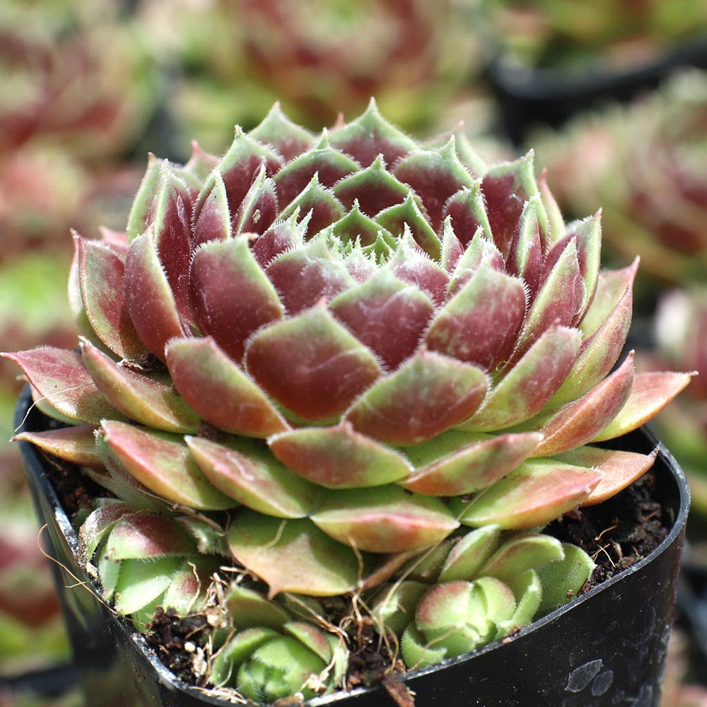 Sempervivum 'Dark Point' [exclusive]