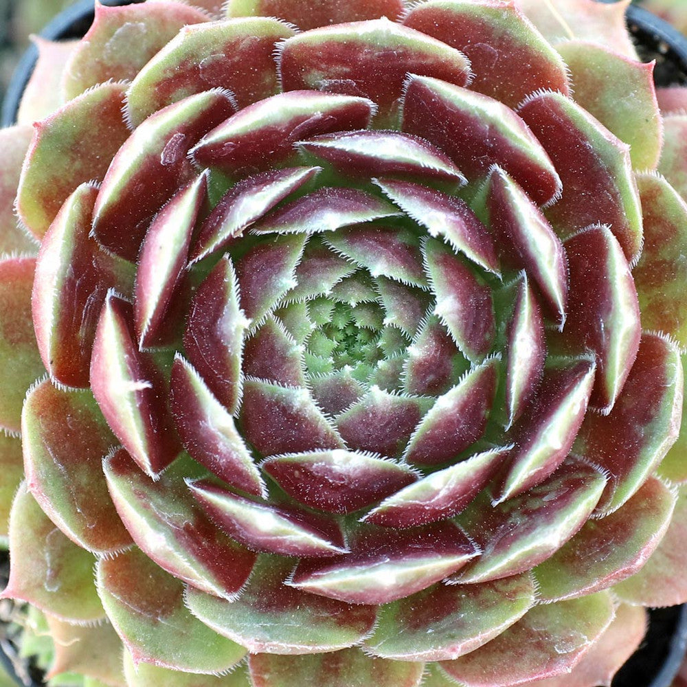 Sempervivum 'Dark Point' [exclusive]