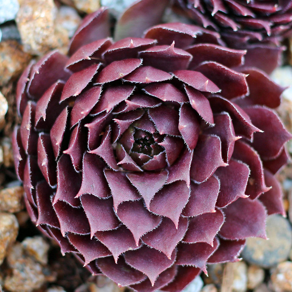 Sempervivum 'Aglow'